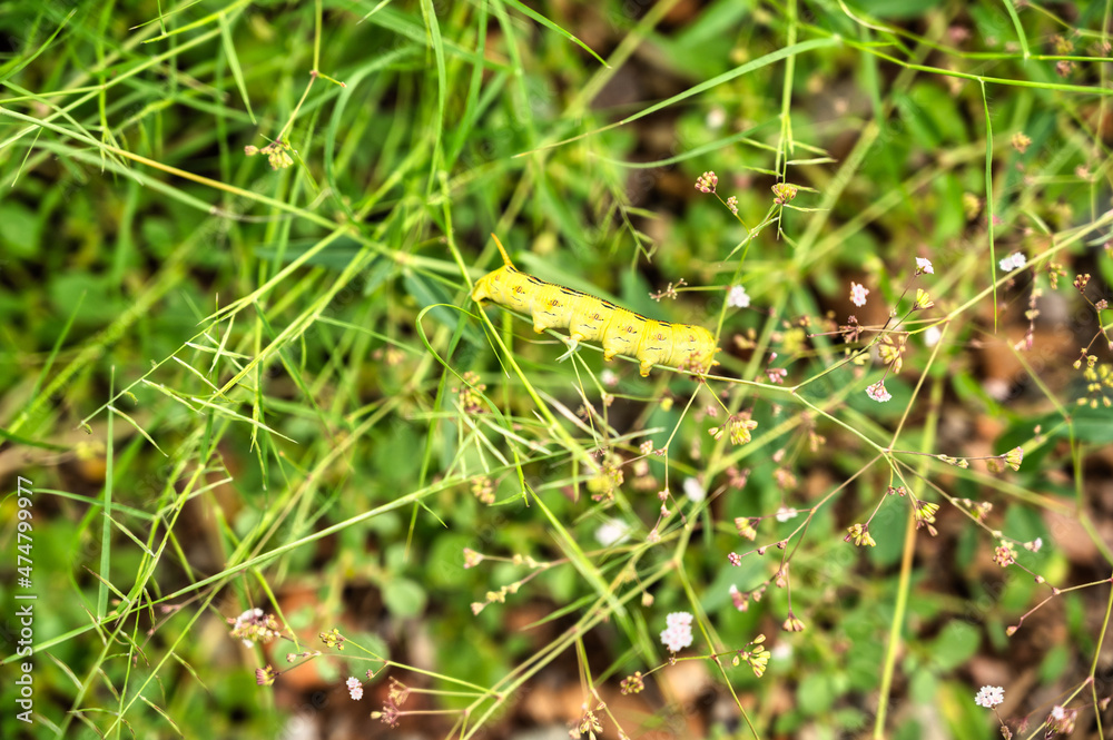 White-lined Sphinx Moth Caterpillar Feeds On Wildflowers White-lined Sphinx Moth Caterpillar Feeds On Wildflowers