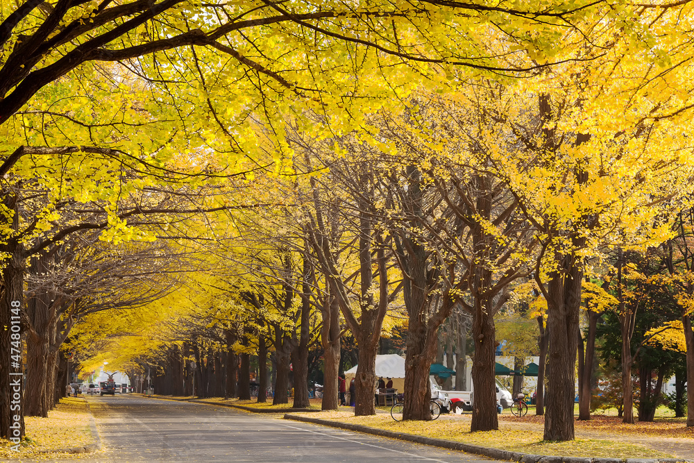 Fototapeta premium One of the most famous tree in Japanese autumn is the ginkgo and there is a ginkgo avenue in Hokkaido University