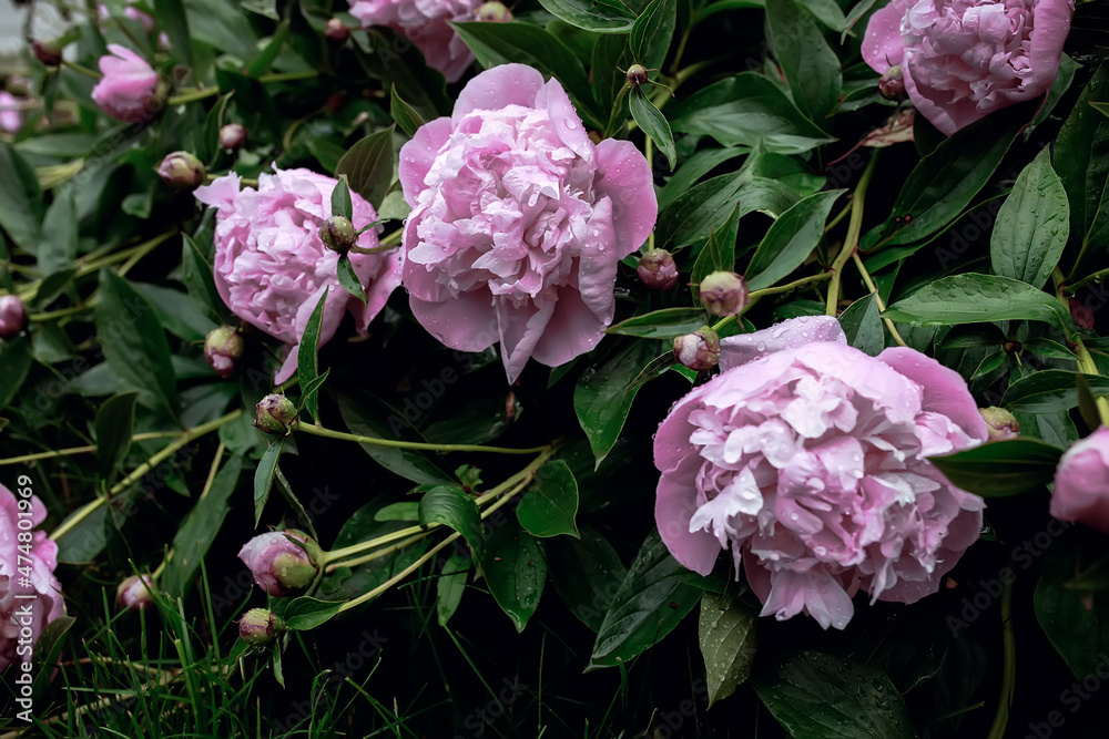 Fototapeta premium pink peonies flowers. Beautiful peony flowers blooming in the garden. Flower shop concept. Beautiful fresh purple flower on the flowerbed. Flower delivery