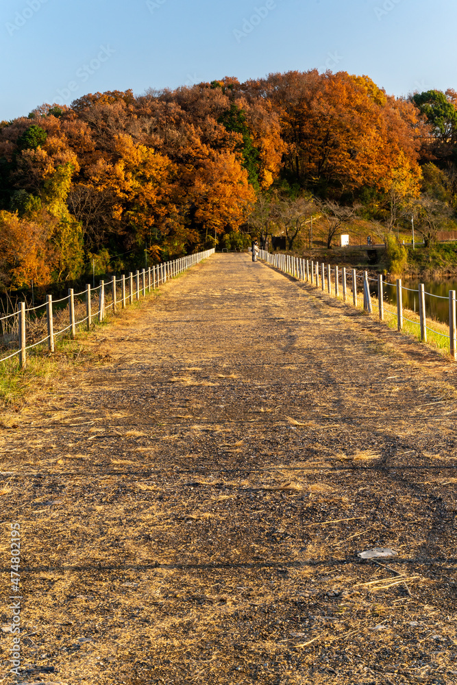 Beautiful autumn season maples Red and orange leave background. Colourful golden nature background. Japanese garden. Beautiful autumn season maples Red and orange leave background. Colourful golden nature background. Japanese garden.