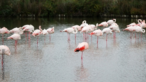 group of flamingos in the lake