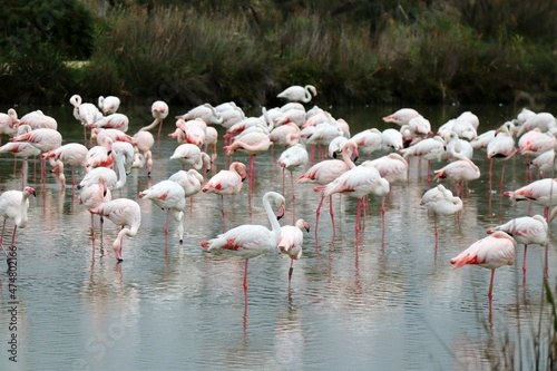 group of flamingos in the zoo