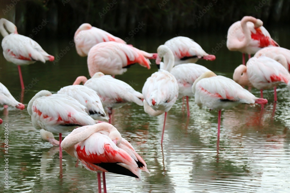 pink flamingos in the water pink flamingos in the water