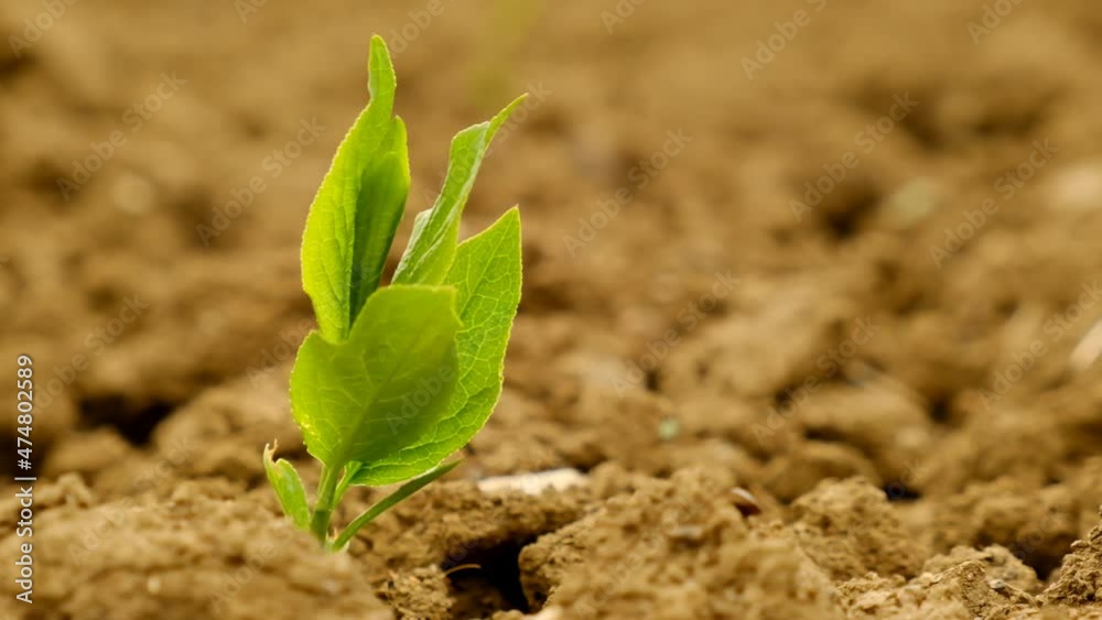 Green seedling in the ground in field.Farming concept. 4k footage Green seedling in the ground in field.Farming concept. 4k footage