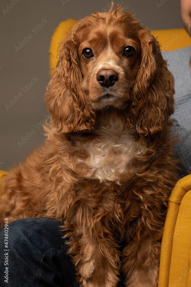 Studio portrait of a cocker spaniel dog   in a yellow chair. He is cute. The background is grey. 