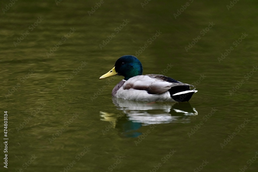 mallard in the pond mallard in the pond