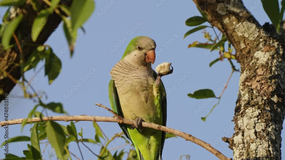 A monk parakeet spotted holding a piece of bread in its clawed paw and eating with pleasures, myiopsitta monachus native to South America, perched on the tree branch on a sunny day.