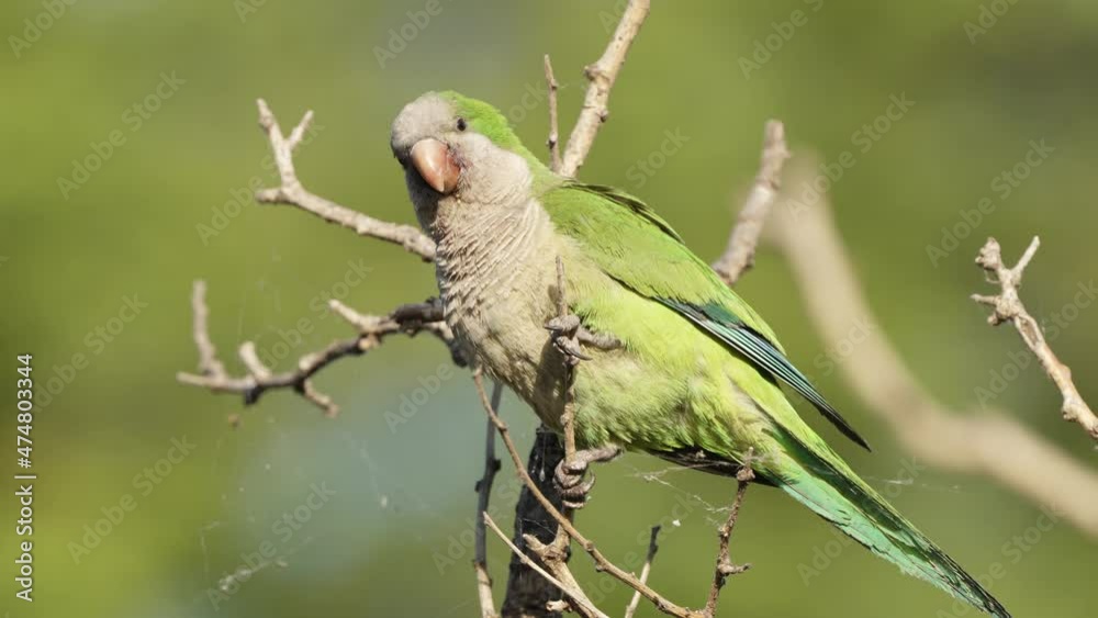 Selective focus close up shot of a monk parakeet, myiopsitta monachus; also known as quaker parrot spotted in the wild, perched on the leafless tree and fly off the screen. Selective focus close up shot of a monk parakeet, myiopsitta monachus; also known as quaker parrot spotted in the wild, perched on the leafless tree and fly off the screen.