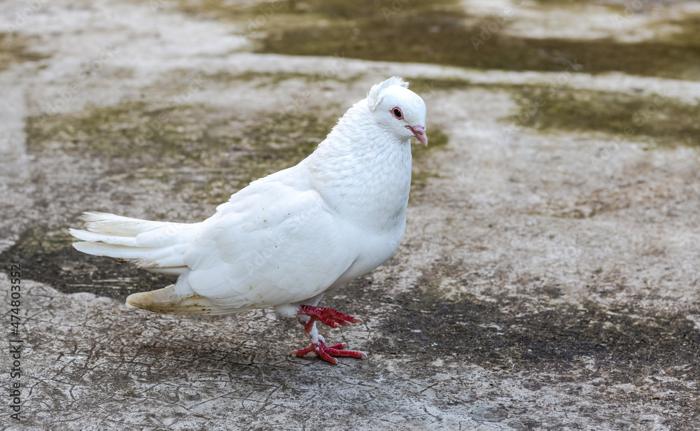 A white domestic pigeon walking on the concrete floor in the evening A white domestic pigeon walking on the concrete floor in the evening