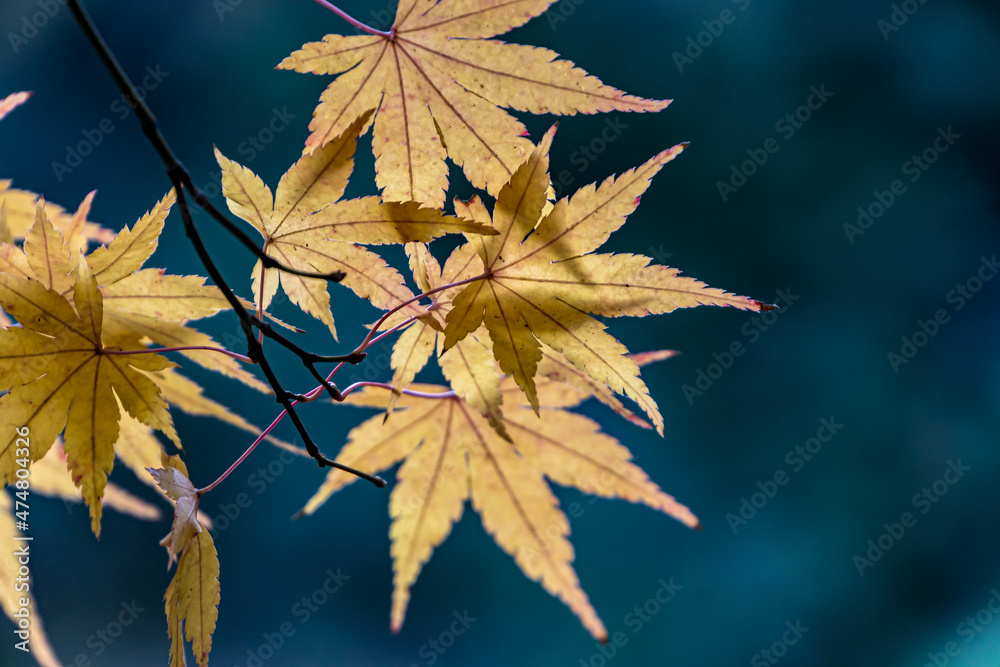 autumn maple leaves on a branch autumn maple leaves on a branch