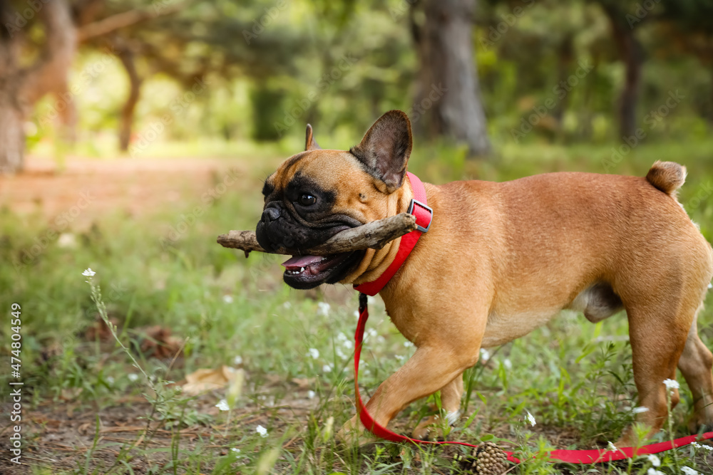 Cute French bulldog playing with stick in park