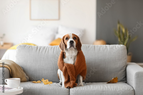 Cute Beagle dog with warm sweater at home on autumn day