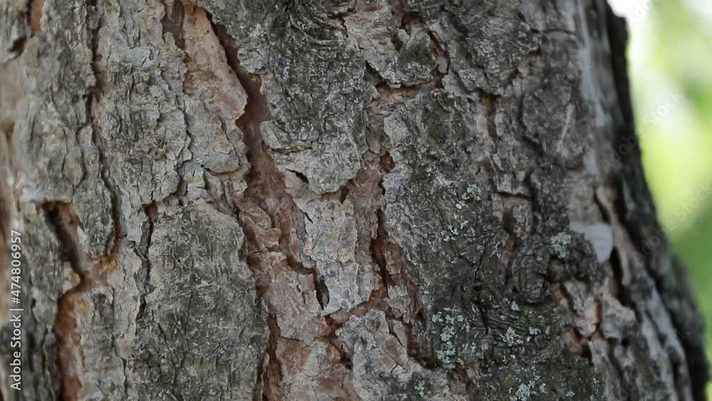 bark of a tree bark of a tree