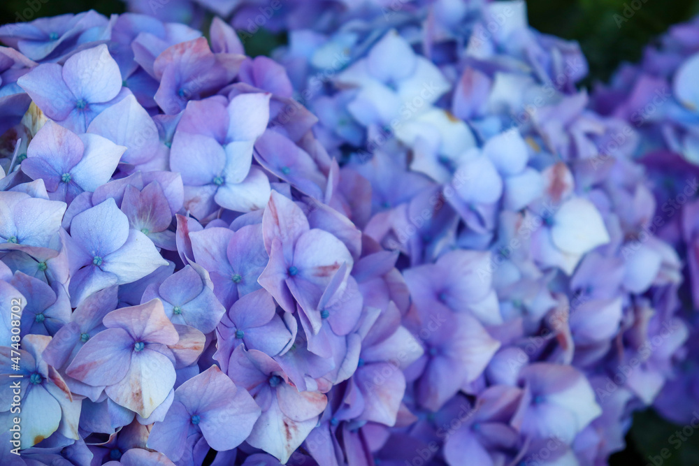 blue hydrangea flowers in selective focus