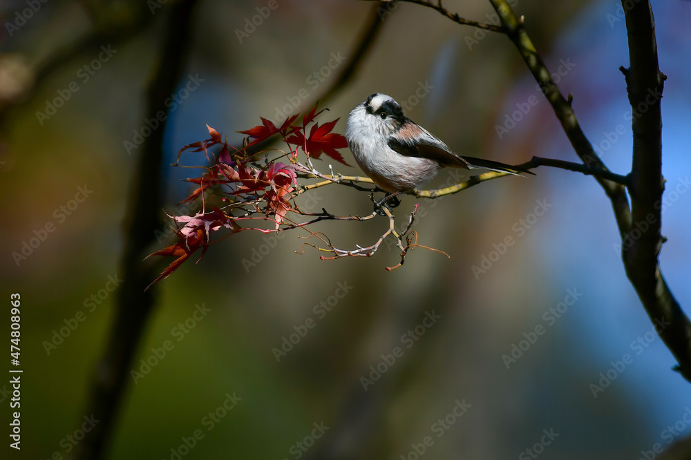Naklejka premium 身近な公園で見られるかわいい小鳥エナガ