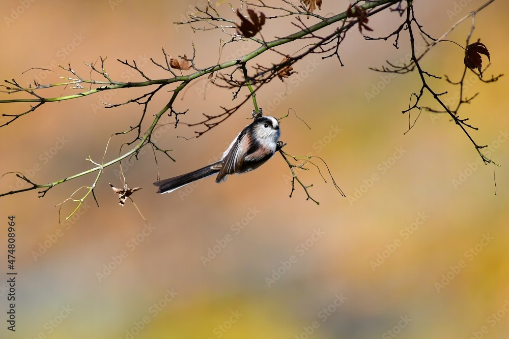 身近な公園の人気者 可愛い小鳥 エナガ Stock Photo Adobe Stock