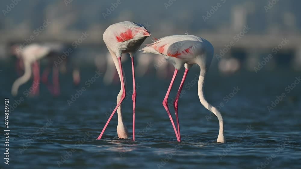 Winter Migratory birds Greater Flamingos wandering in the shallow sea backwaters at low tide with city background - Bahrain