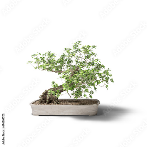 Decorative bonsai tree planted white ceramic pot isolated on white background.