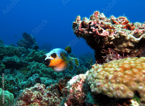Fototapeta Naklejka Na Ścianę i Meble -  Seal Faced Pufferfish swimming  Boracay Island Philippines 