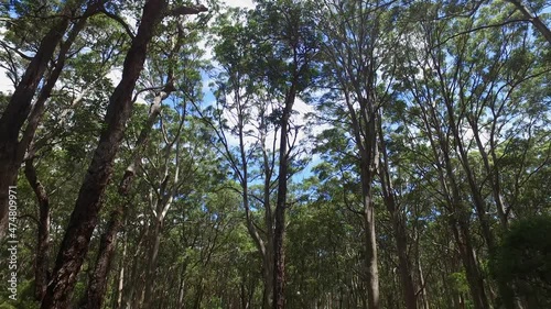 Located at Margaret river region, Boranup Kerri forest is a must visit when passing by these region. The Karri trees can tower over 60m in height. photo