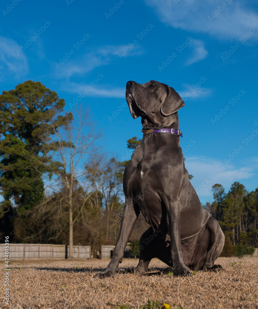 Gray Great Dane purebred being obedient