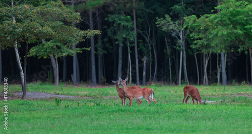 Trio of deer at dusk