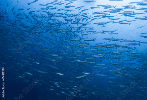 Underwater blue ocean full of barracudas during a scuba dive trip