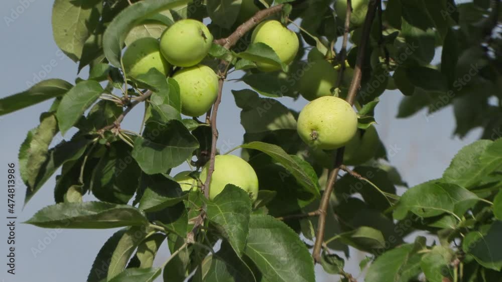 large green apples on tree branches on a summer day large green apples on tree branches on a summer day