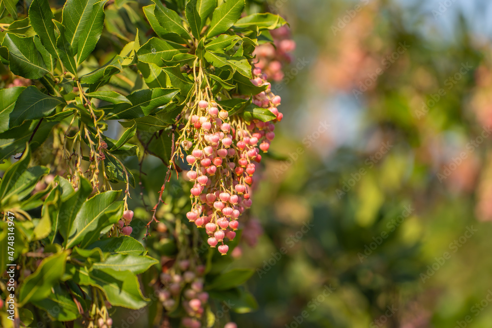 Blooming Strawberry tree (Arbutus Unedo) Blooming Strawberry tree (Arbutus Unedo)