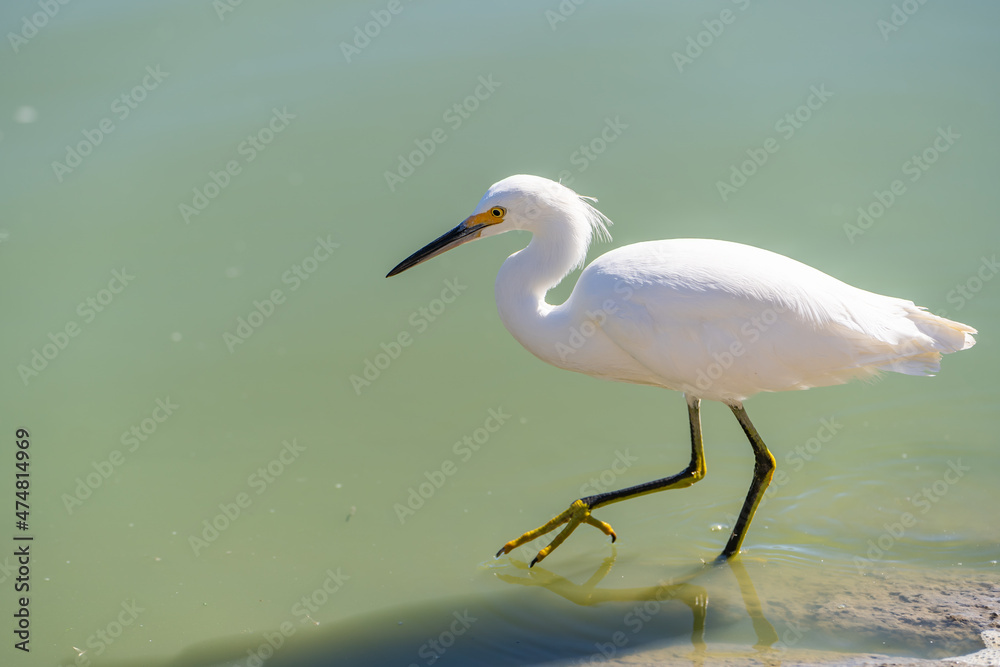 Snowy egret (Egretta thula) walks in shallow water. Birds of Northern California. Snowy egret (Egretta thula) walks in shallow water. Birds of Northern California.