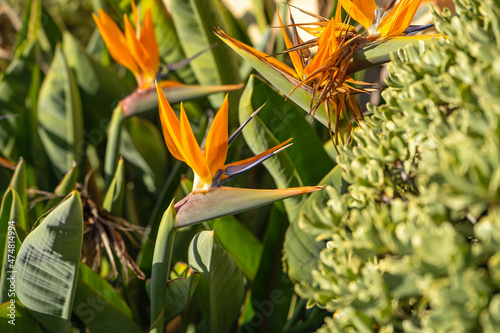 Close-up of Strelitzia flower (Bird of paradise)