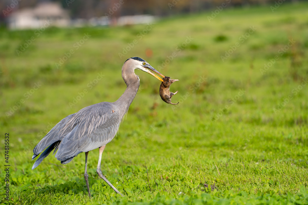 Fototapeta premium Great blue heron (Ardea cinerea) caught a gopher. Wildlife photography. 