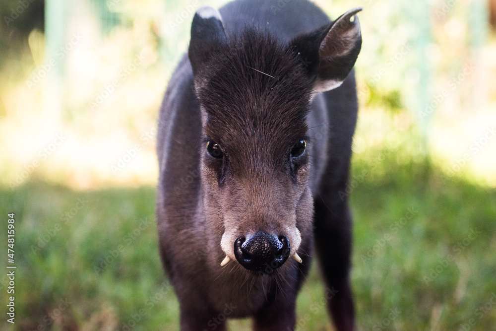 Fototapeta premium Tufted deer portrait
