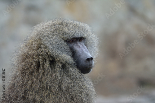 Tapety artystyczne Monkey looking over shoulder