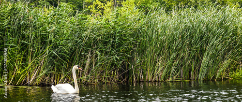 Swan swimming next to reed