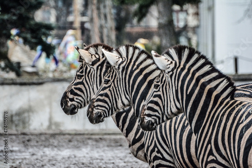 Three zebras from profile