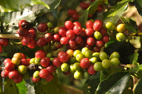 Coffee plants are suitable as a background for menus  etc