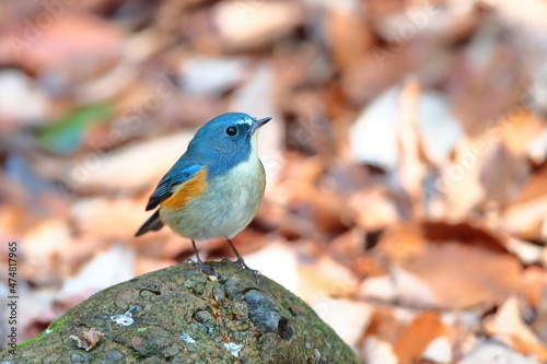 落葉の中で石の上にたたずむ冬鳥ルリビタキ