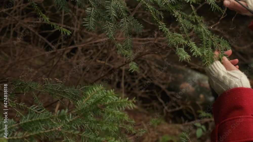 Close up woman red coat cutting evergreen branches in the wood for wreath making holiday season diy 4k slow motion Close up woman red coat cutting evergreen branches in the wood for wreath making holiday season diy 4k slow motion