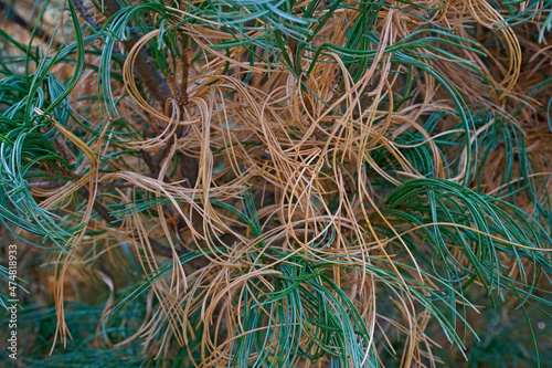 close up pine leaves (aka. curly hair)
