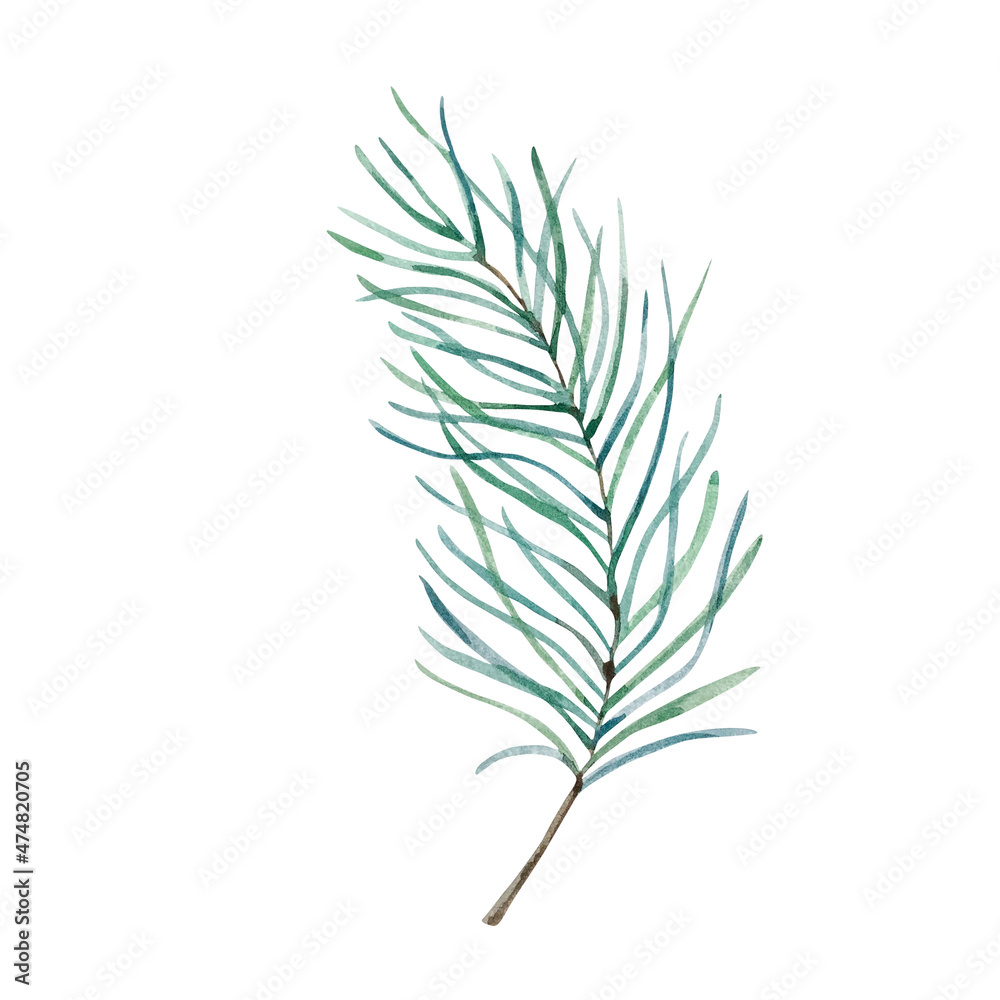 Watercolor illustration winter greenery, pine blue green branch Watercolor illustration winter greenery, pine blue green branch