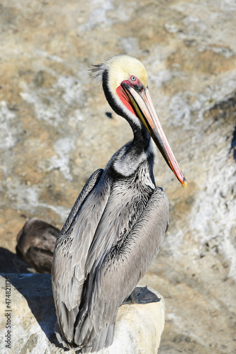 California Pelican (Pelecanus occidentalis)