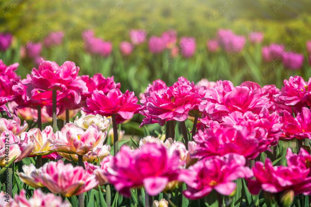 Beautiful pink and white tulips flower bed in the green spring garden Beautiful pink and white tulips flower bed in the green spring garden