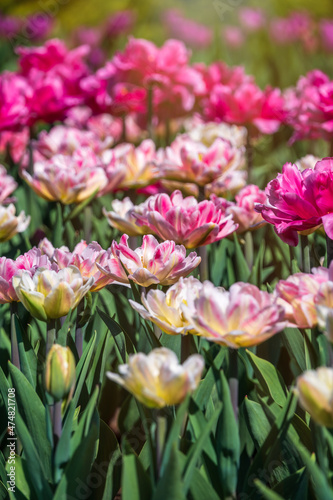 Beautiful pink and white tulips flower bed in the green spring garden