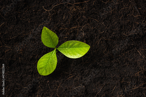Top view of Green leaves on fresh black soil with mulch for gardening, black land, Concept of global pollution, World Soil Day and Environment conservation
