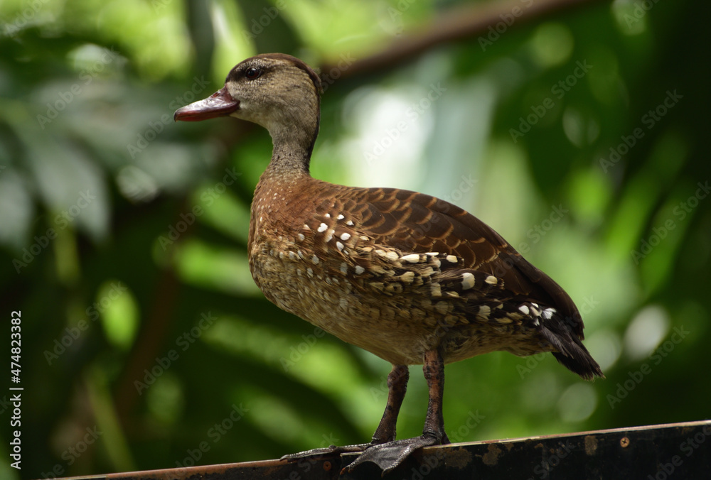 Dendrocygna guttata, Spotted Tree Duck, The spotted whistling duck is a member of the duck family Anatidae and this duck resides in Indonesia. Dendrocygna guttata, Spotted Tree Duck, The spotted whistling duck is a member of the duck family Anatidae and this duck resides in Indonesia.