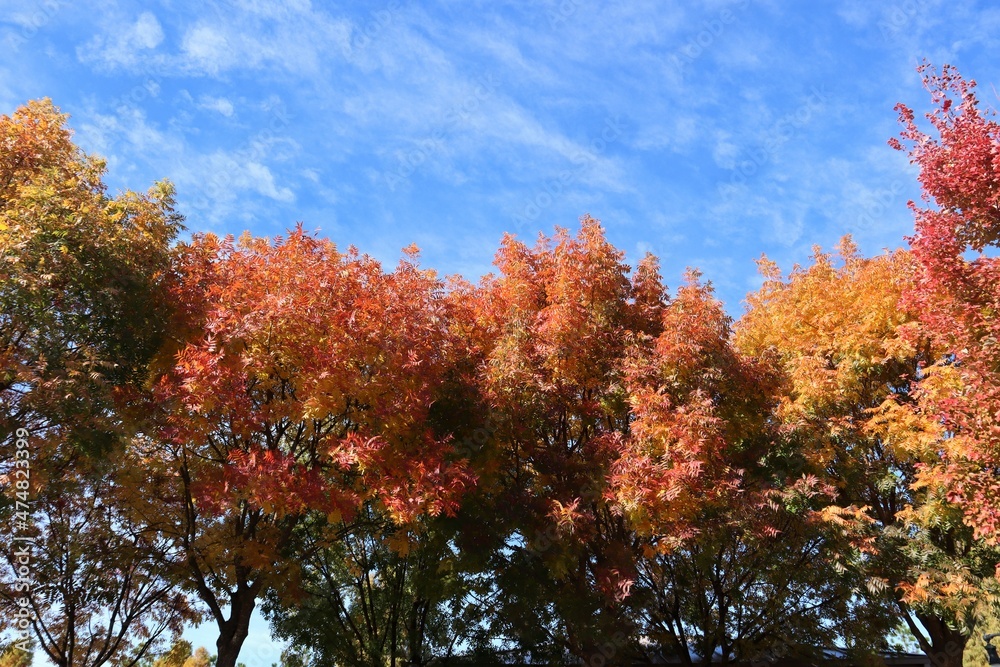 Colorful Fall Trees