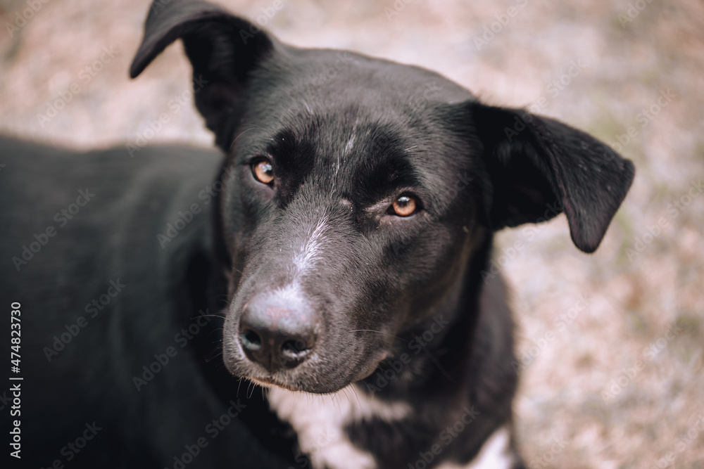 black dog with ears sticking up and head sideways on blurred background