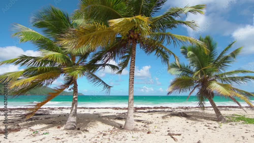 Summer and sandy beach with coconut trees on the Caribbean coast. Blue sea waves on a sunny day against a blue sky. Bright tropical nature of the Atlantic. Summer and sandy beach with coconut trees on the Caribbean coast. Blue sea waves on a sunny day against a blue sky. Bright tropical nature of the Atlantic.