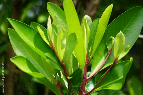 Ardisia elliptica (shoebutton ardisia, duck's eye and coralberry) with a natural background. Indonesian call it lempeni photo